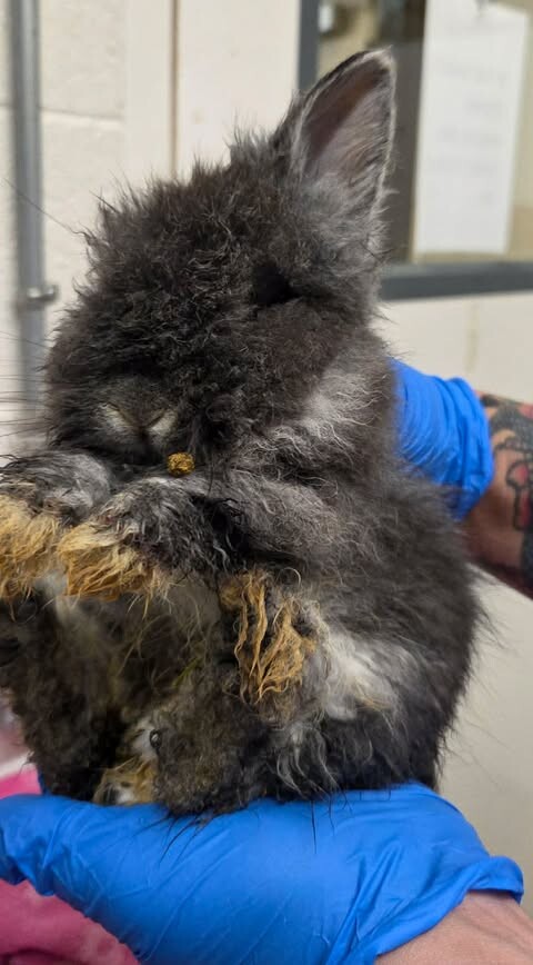 Picture of the Animal Listed