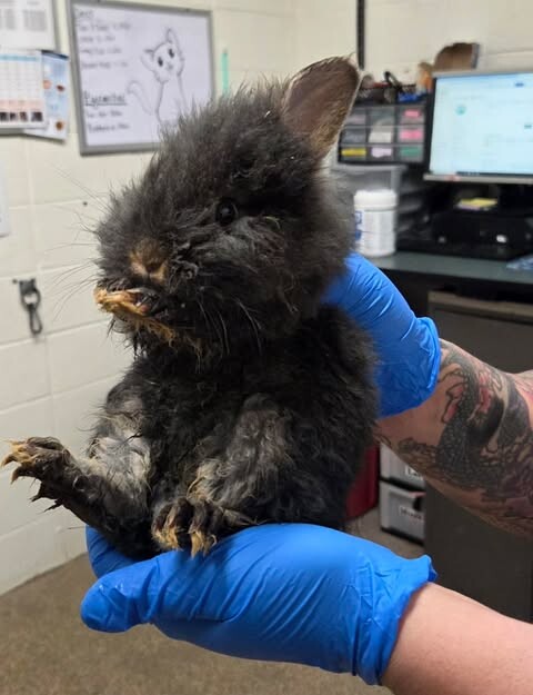 Picture of the Animal Listed
