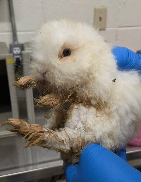 Picture of the Animal Listed