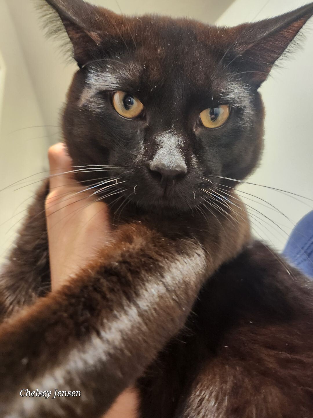 Picture of the Animal Listed