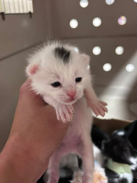 Picture of the Animal Listed