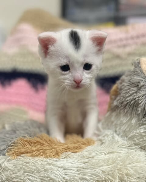 Picture of the Animal Listed