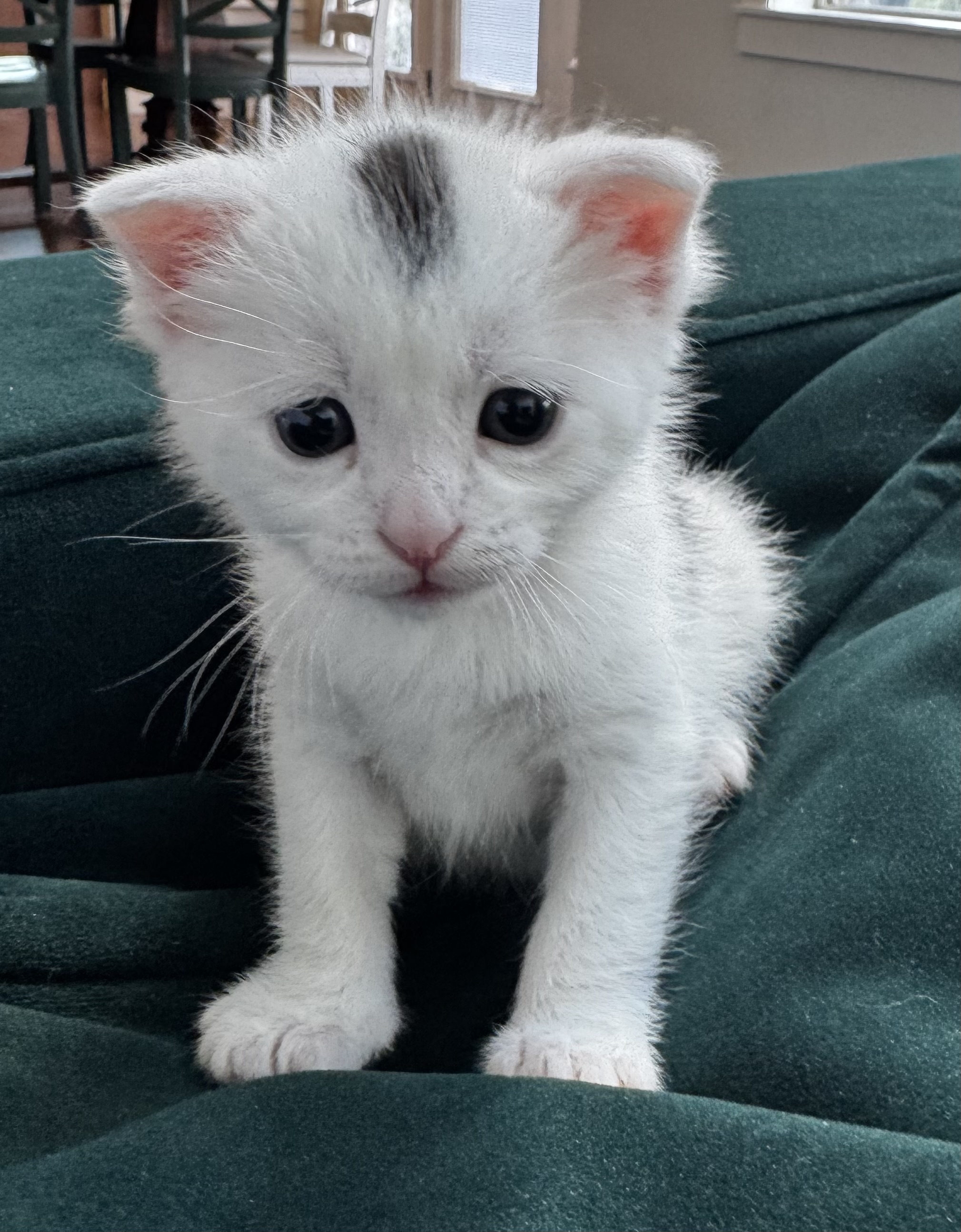 Picture of the Animal Listed