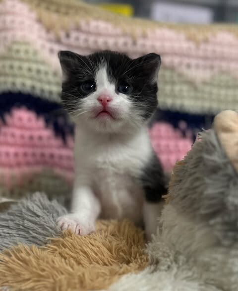 Picture of the Animal Listed
