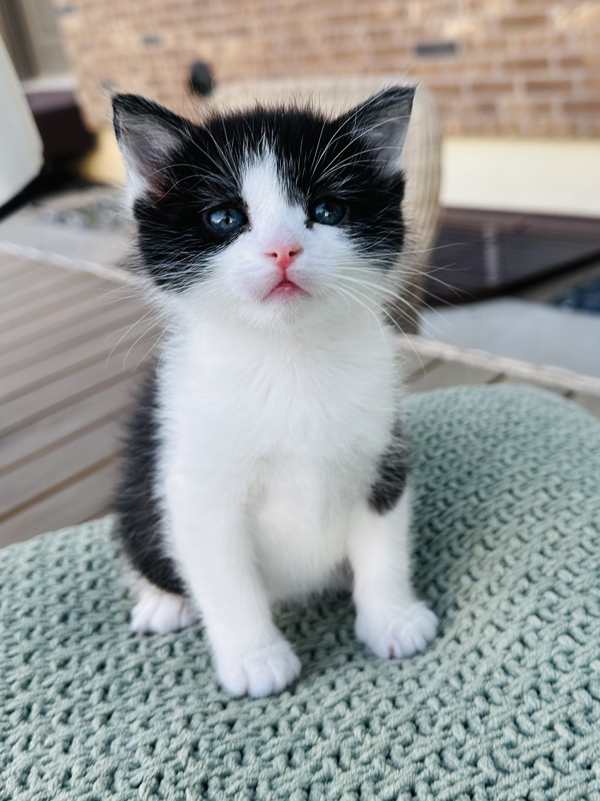 Picture of the Animal Listed