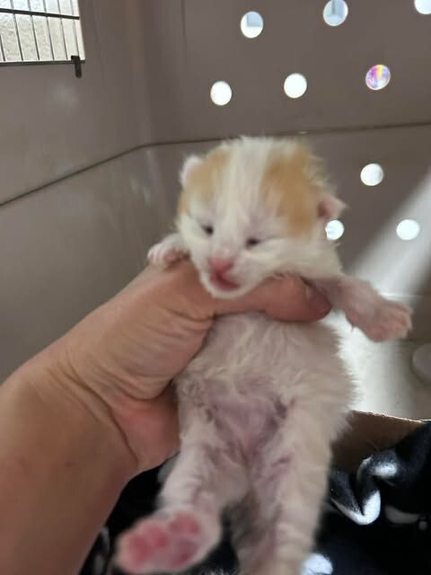 Picture of the Animal Listed