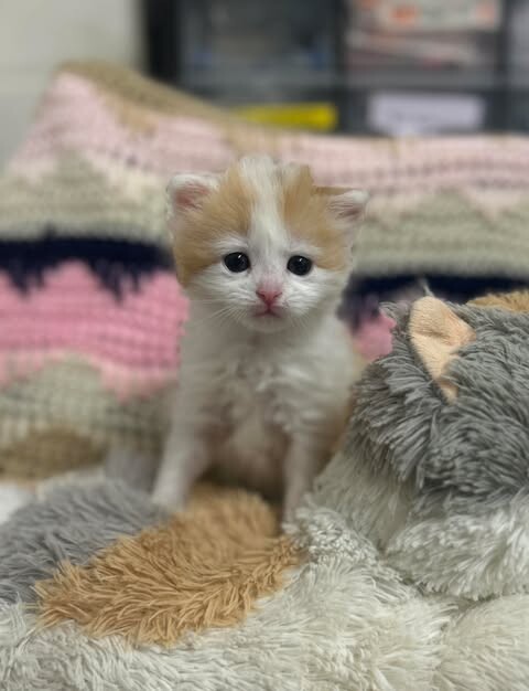 Picture of the Animal Listed