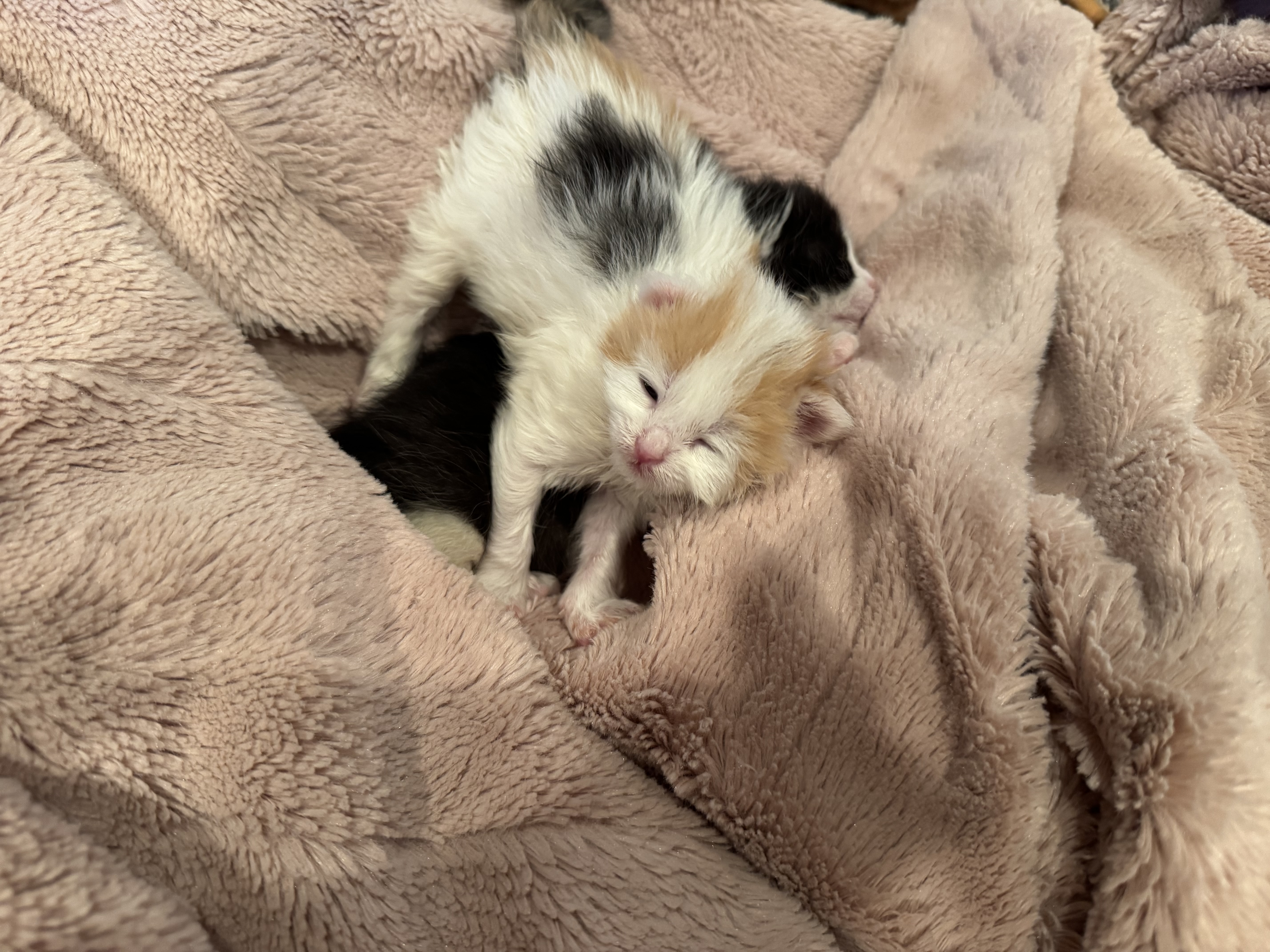 Picture of the Animal Listed