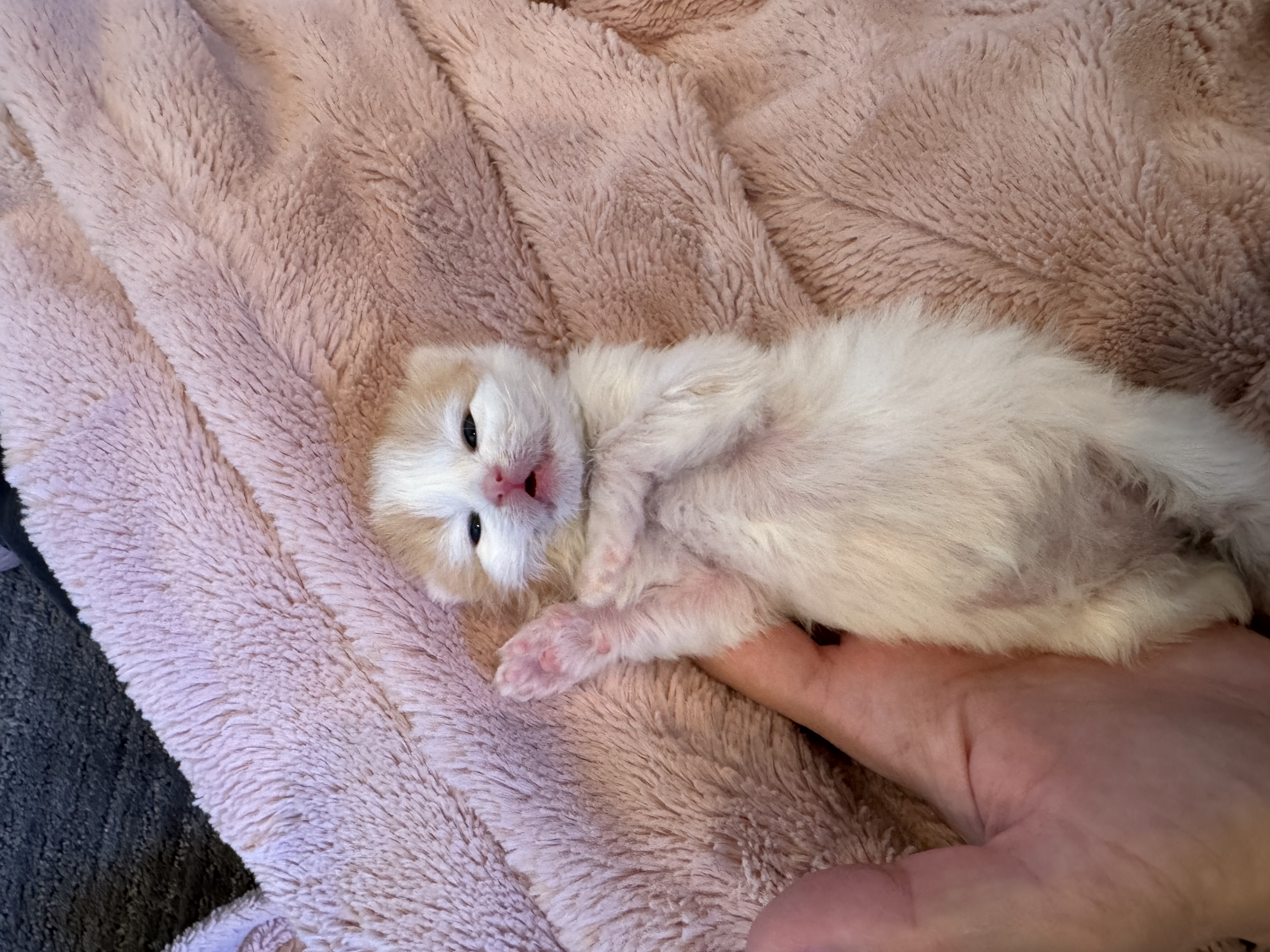 Picture of the Animal Listed