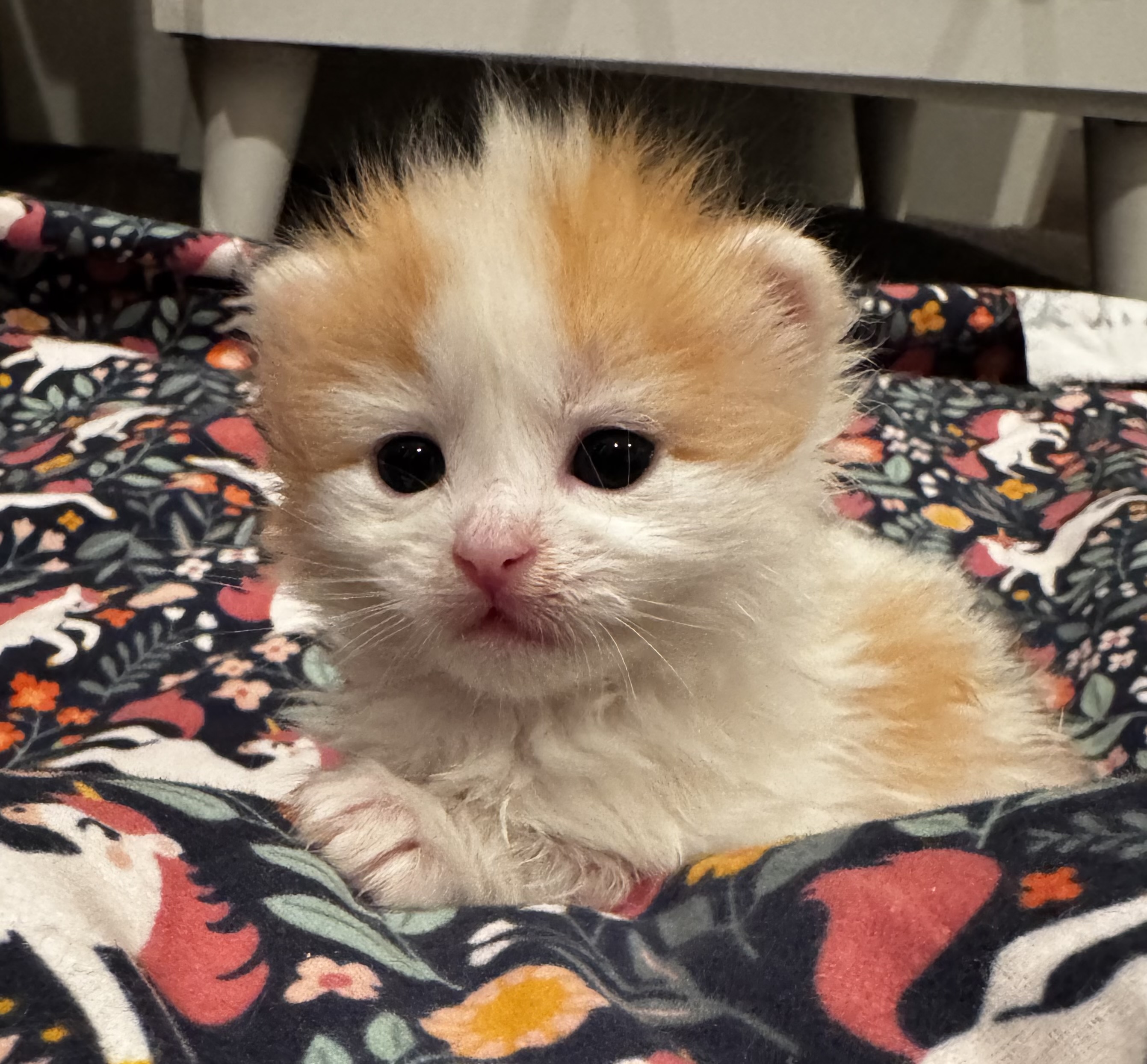 Picture of the Animal Listed