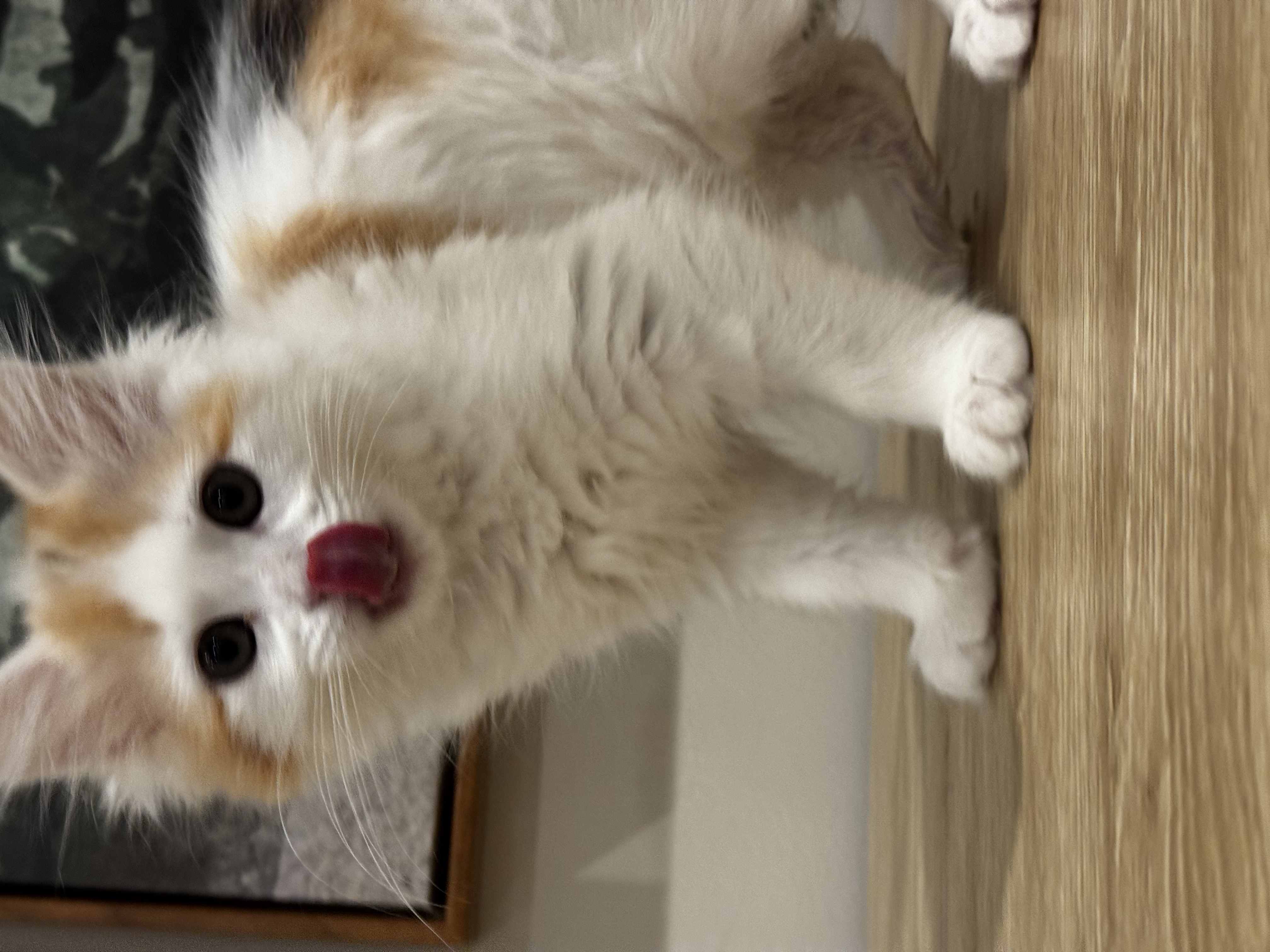 Picture of the Animal Listed
