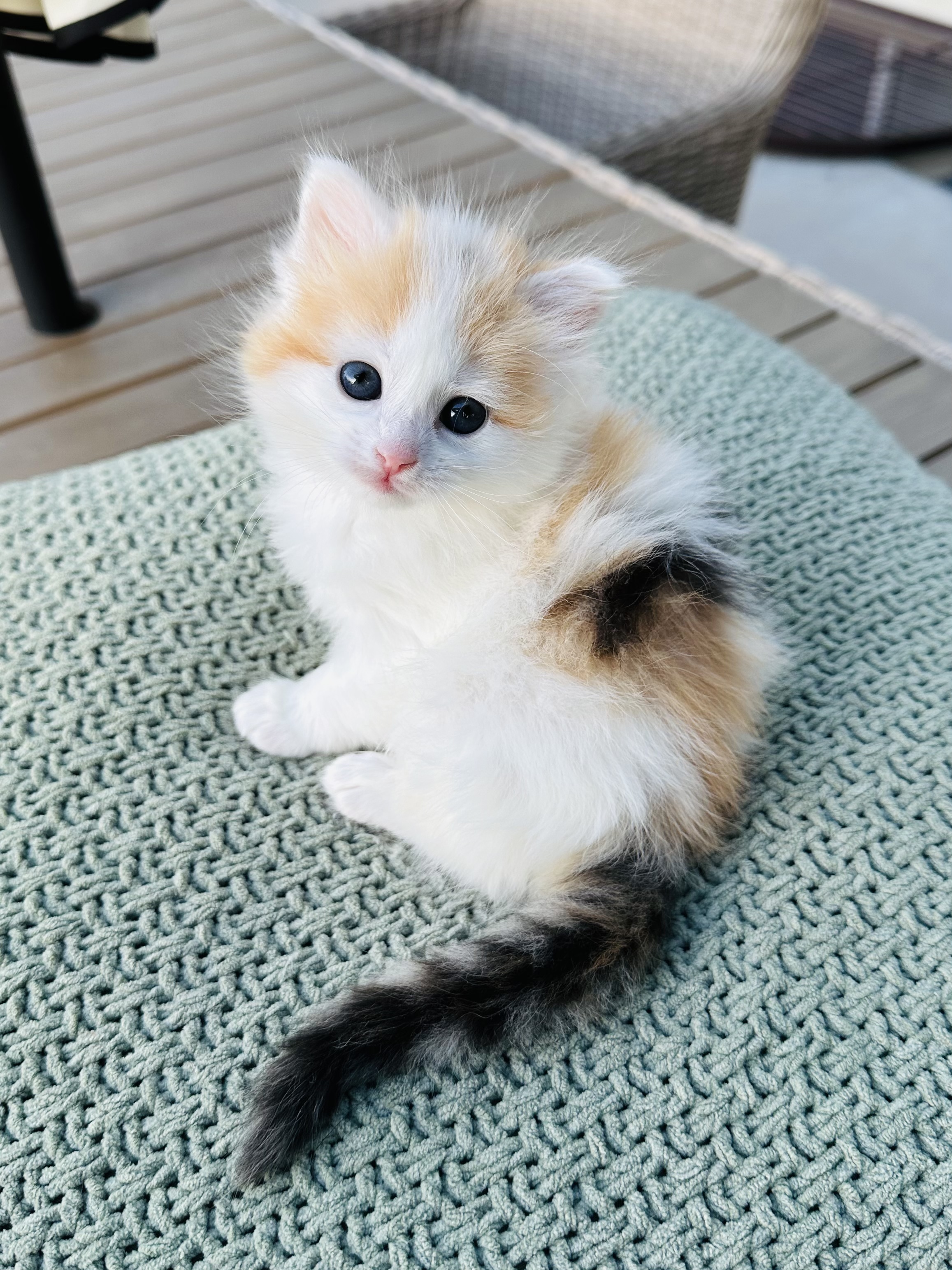 Picture of the Animal Listed