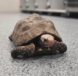 Picture of the Animal Listed