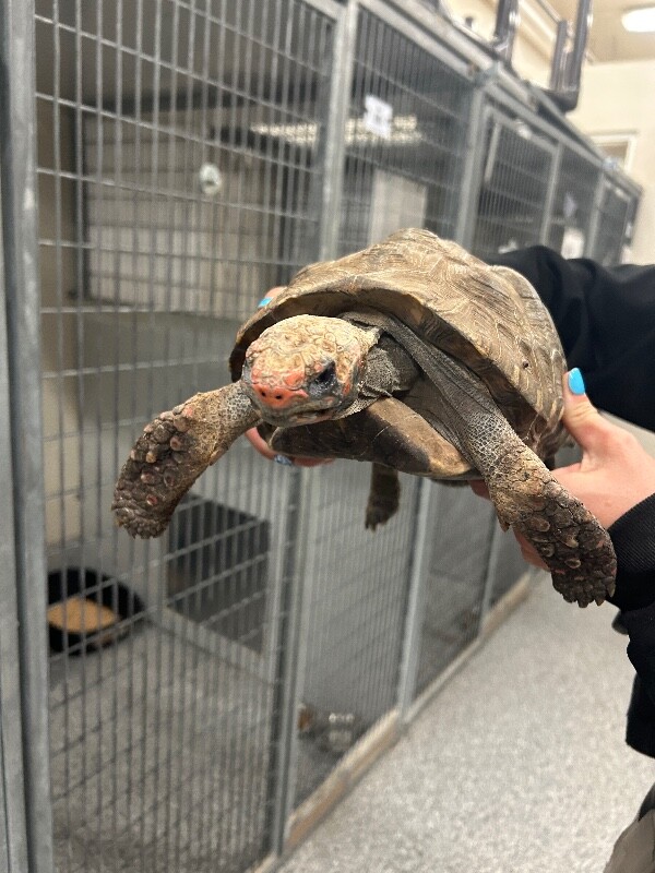 Picture of the Animal Listed