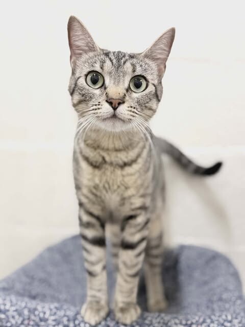 Picture of the Animal Listed