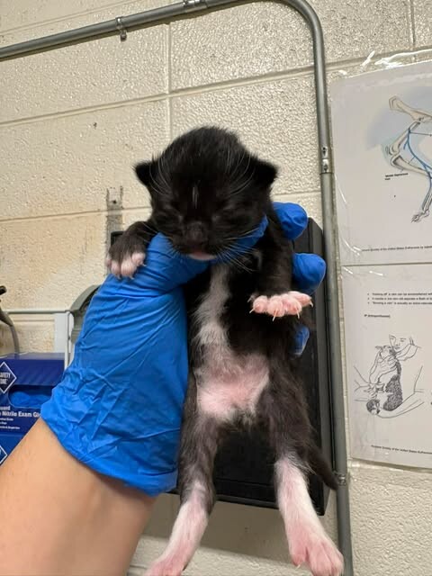 Picture of the Animal Listed