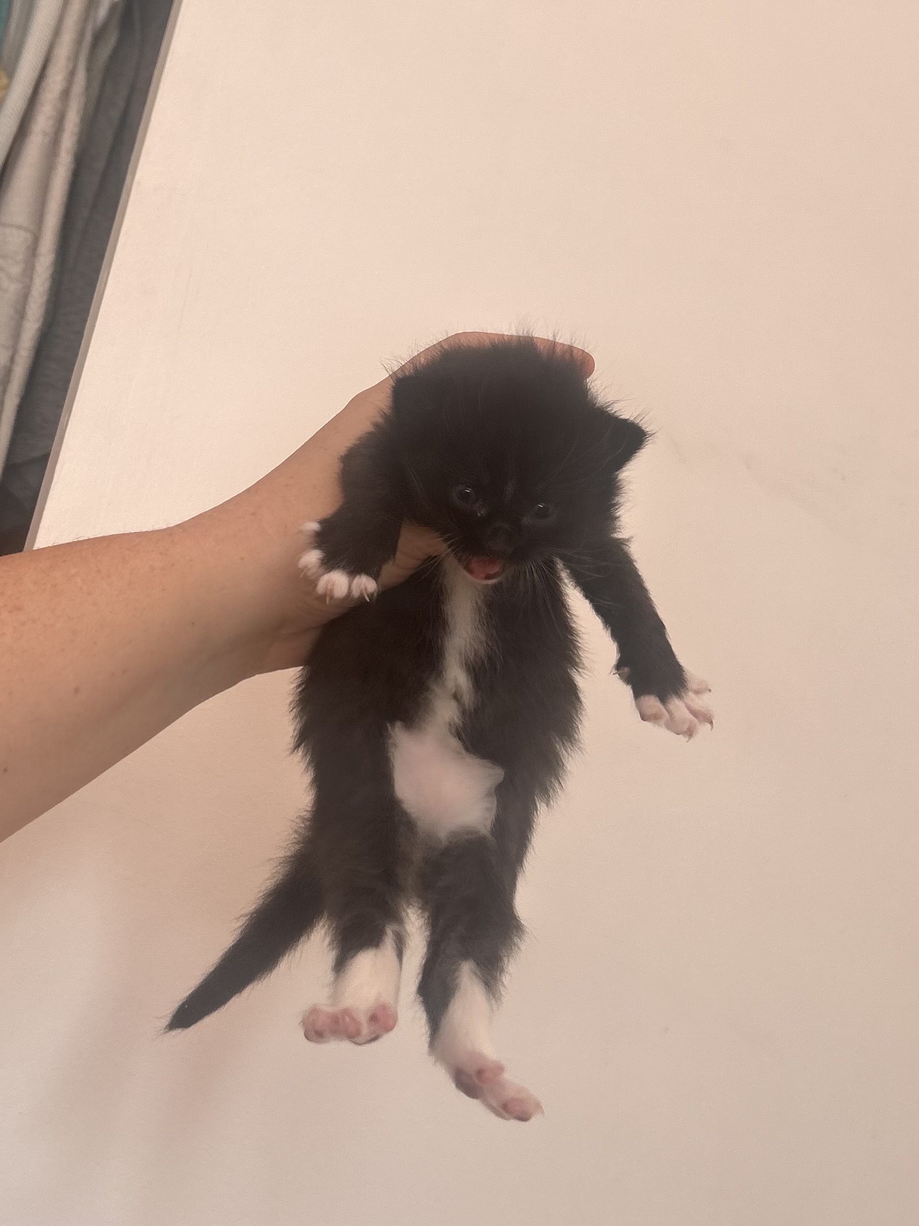 Picture of the Animal Listed