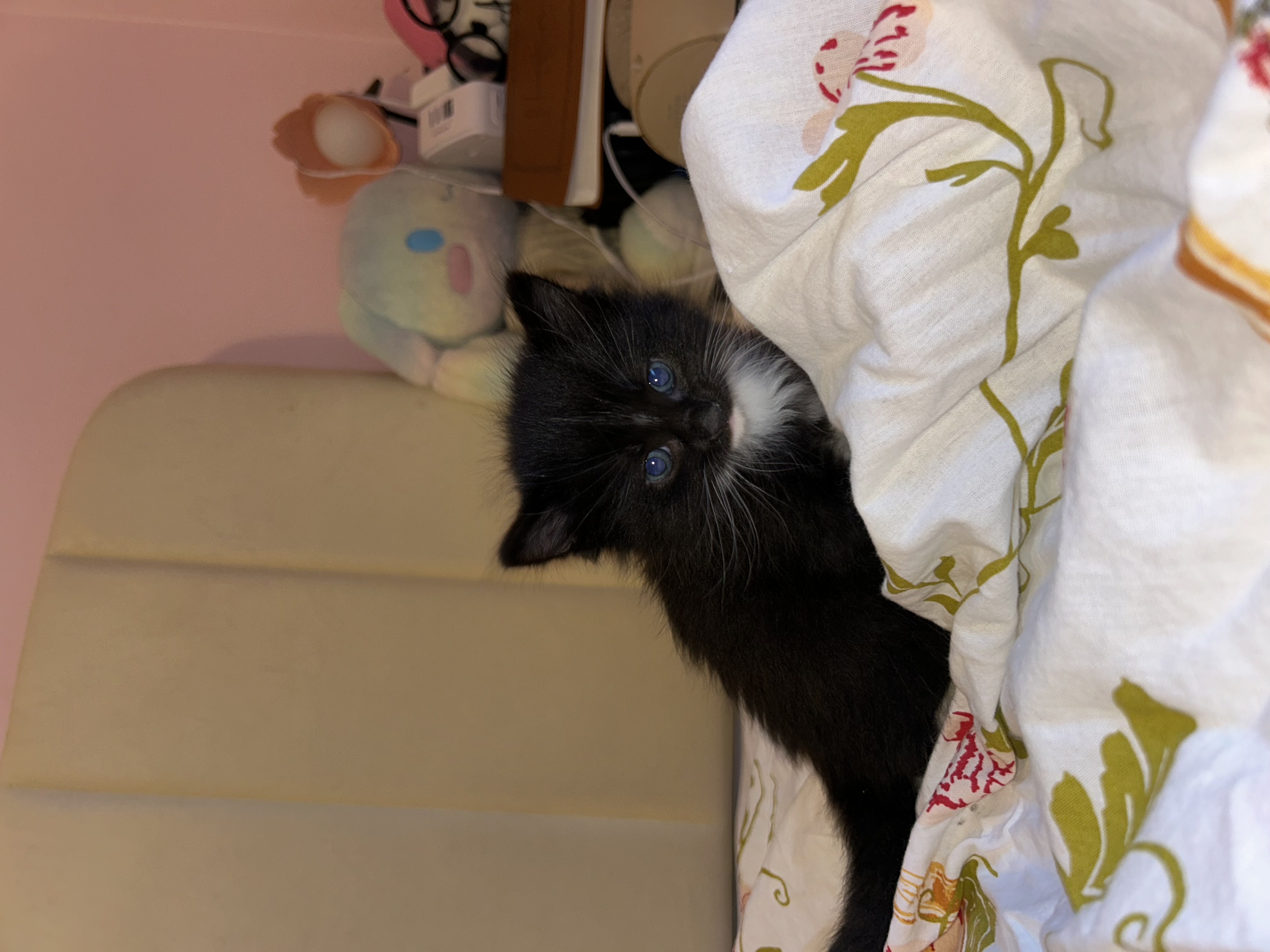 Picture of the Animal Listed