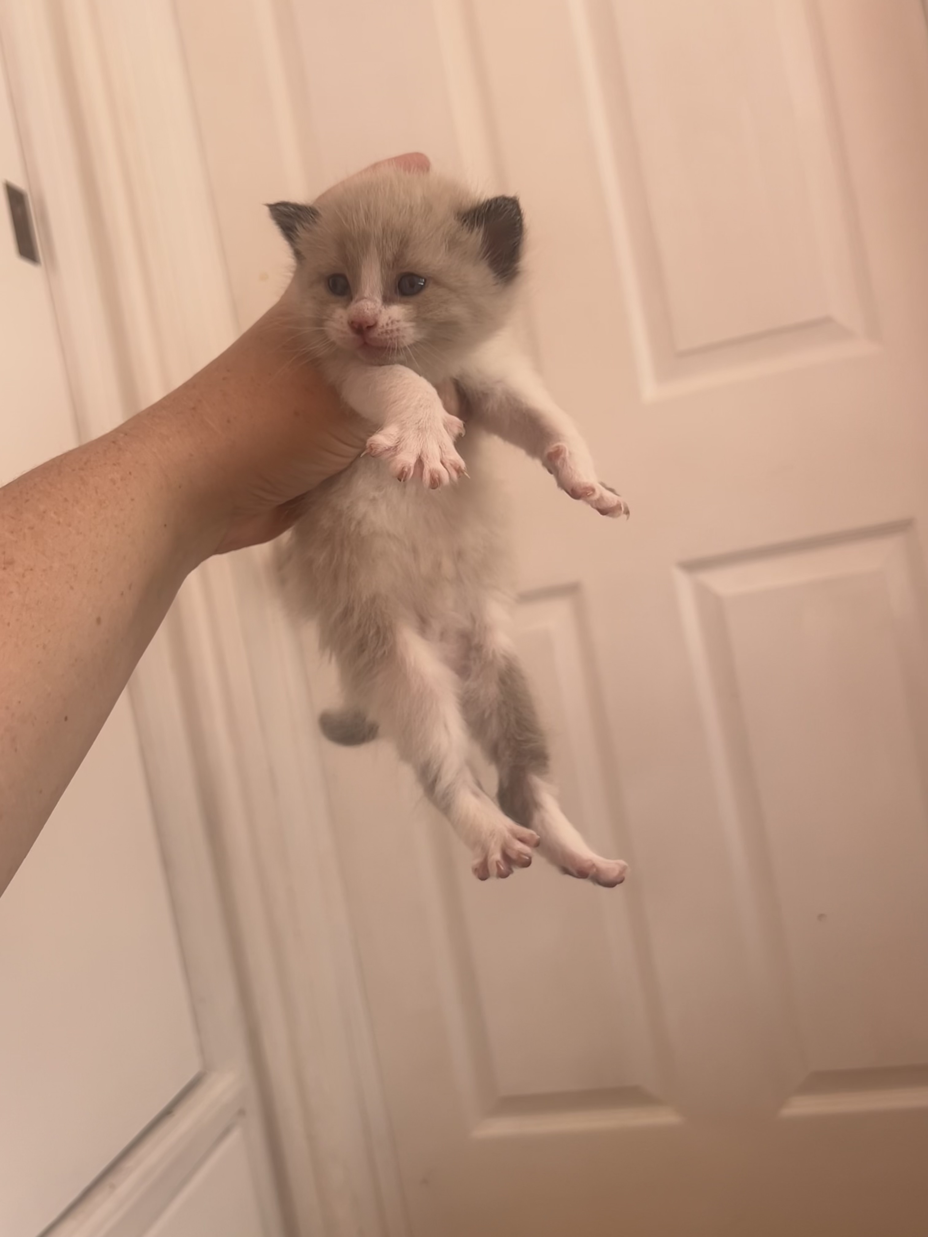 Picture of the Animal Listed