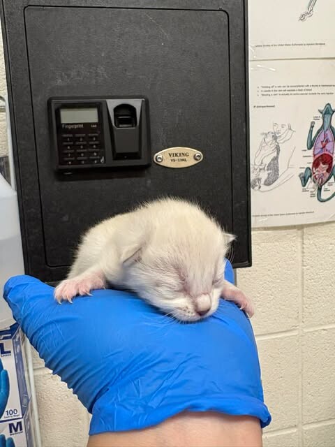 Picture of the Animal Listed