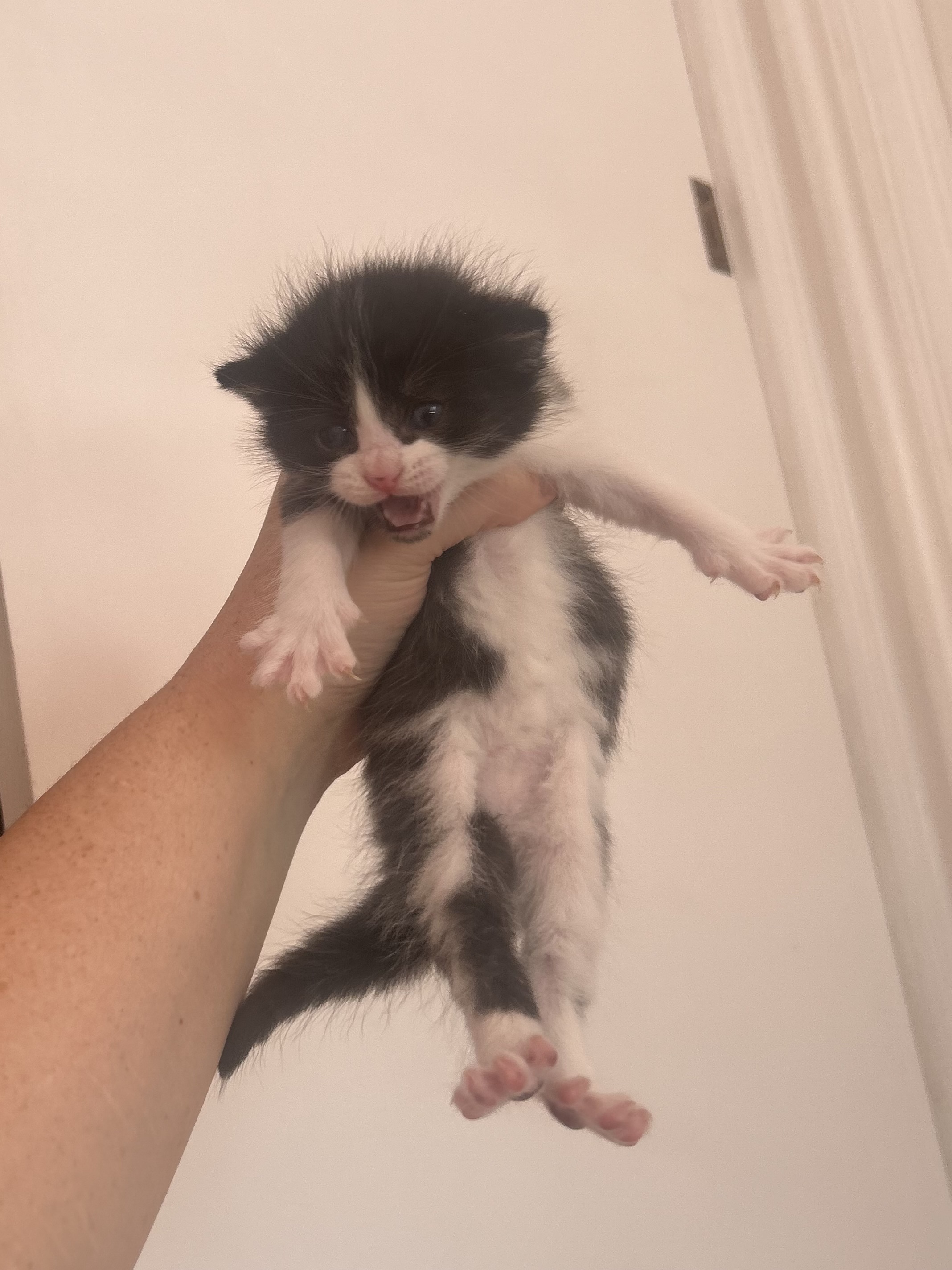 Picture of the Animal Listed
