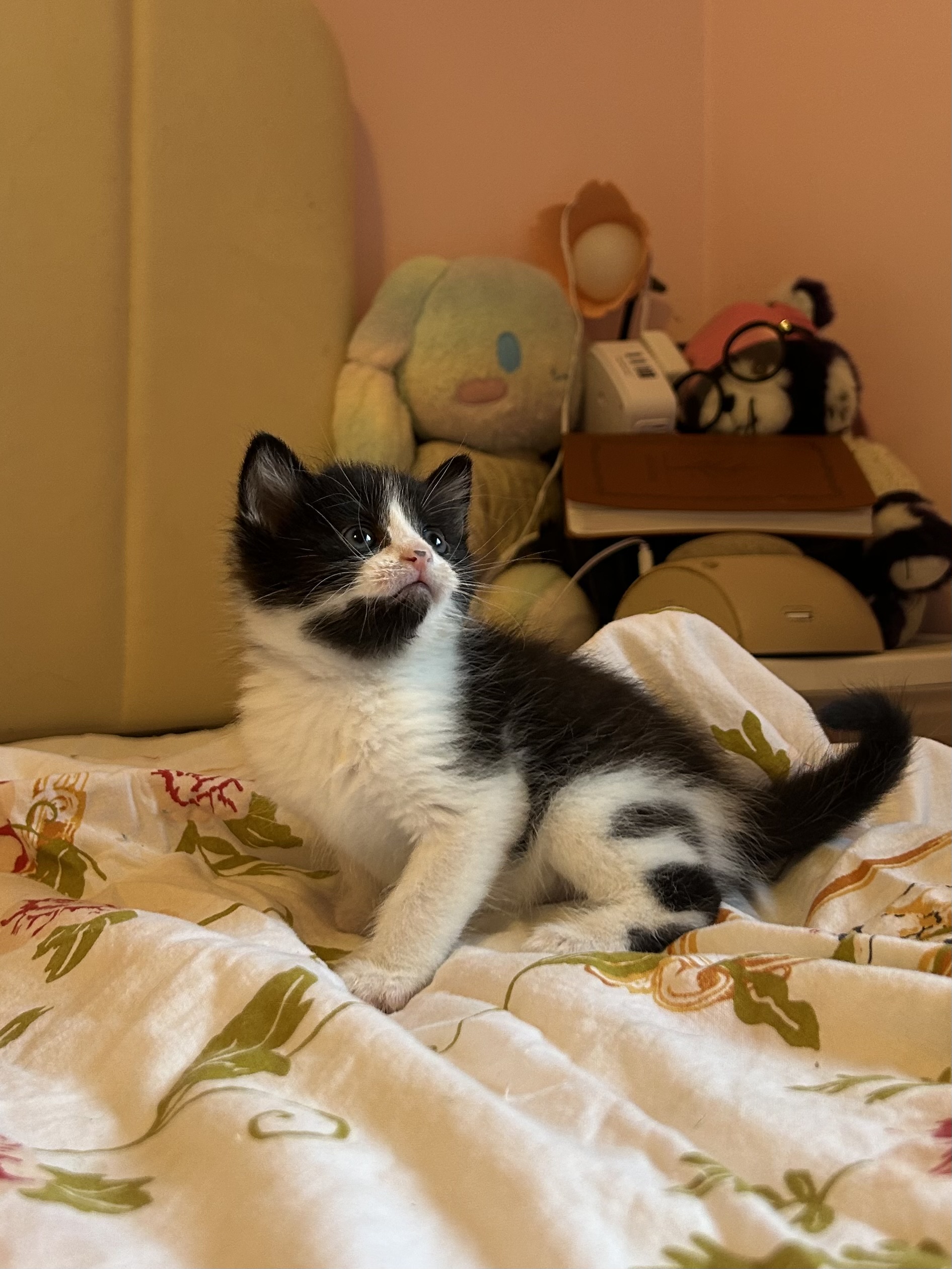 Picture of the Animal Listed