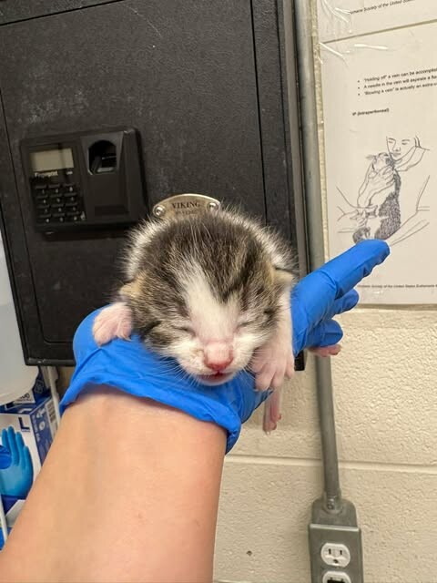 Picture of the Animal Listed