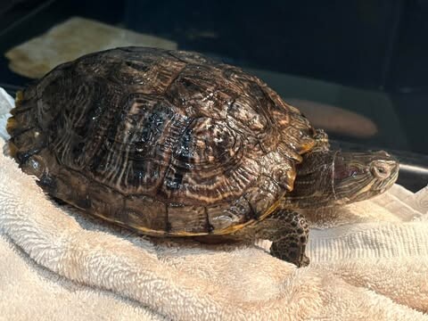 Picture of the Animal Listed