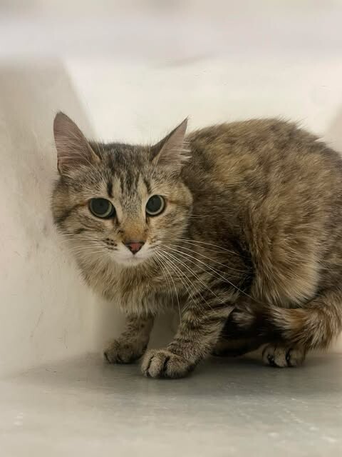 Picture of the Animal Listed