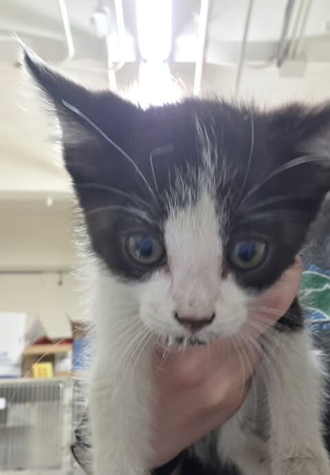 Picture of the Animal Listed