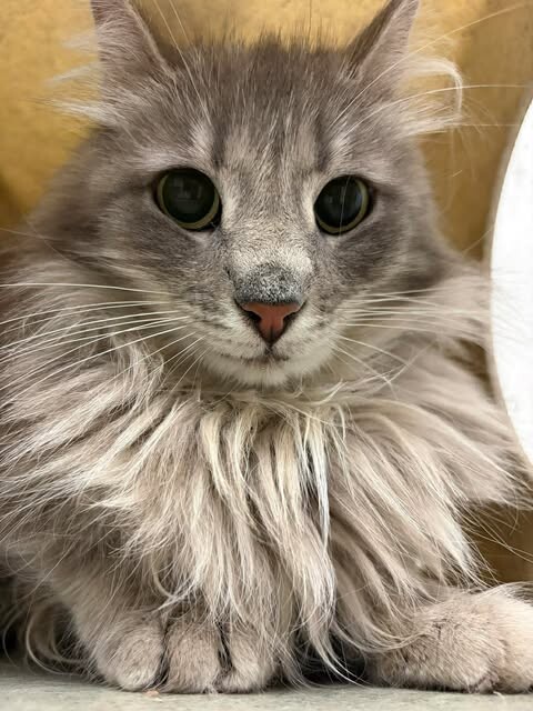 Picture of the Animal Listed