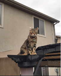 Picture of the Animal Listed