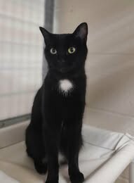 Picture of the Animal Listed