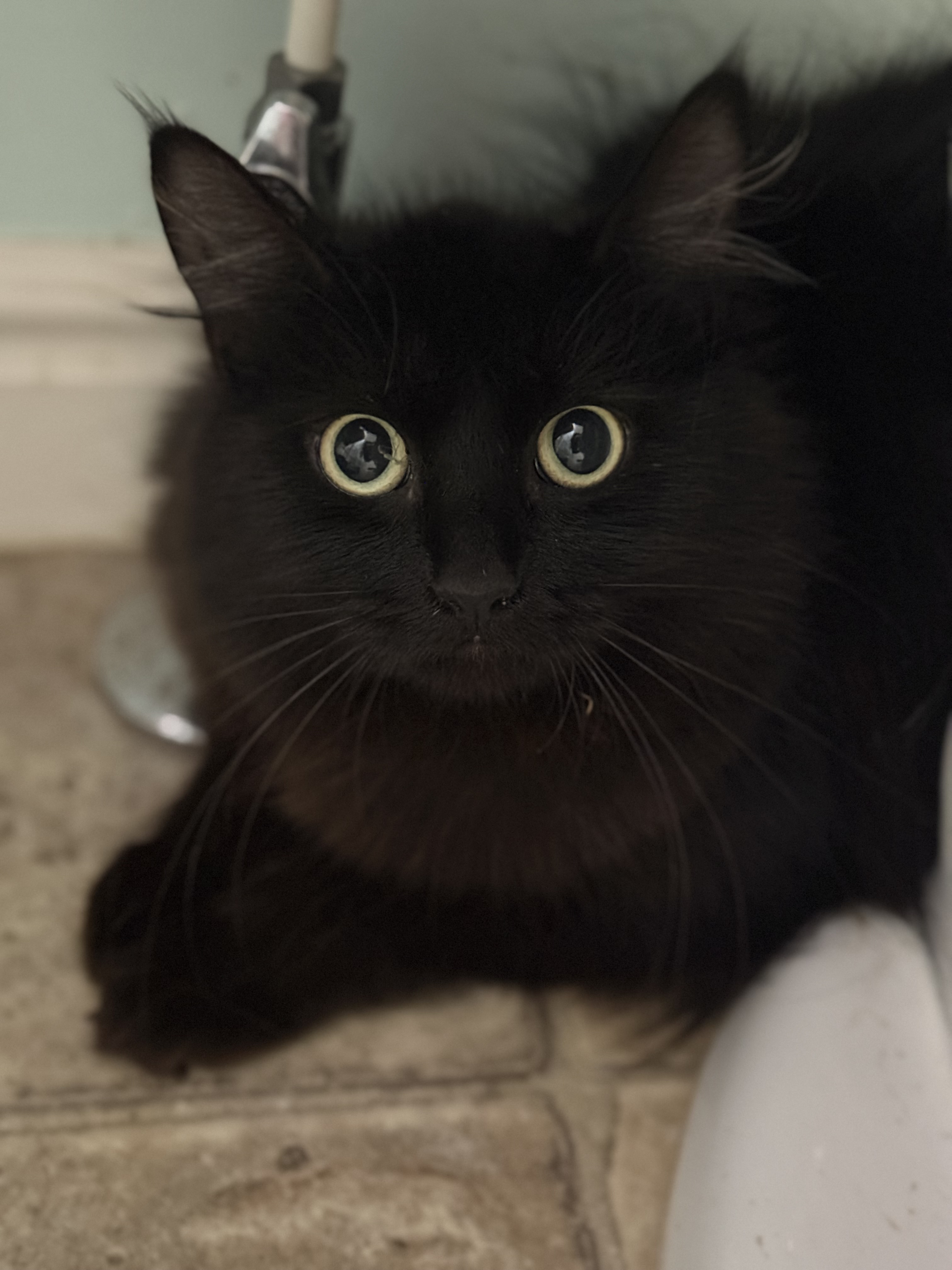 Picture of the Animal Listed