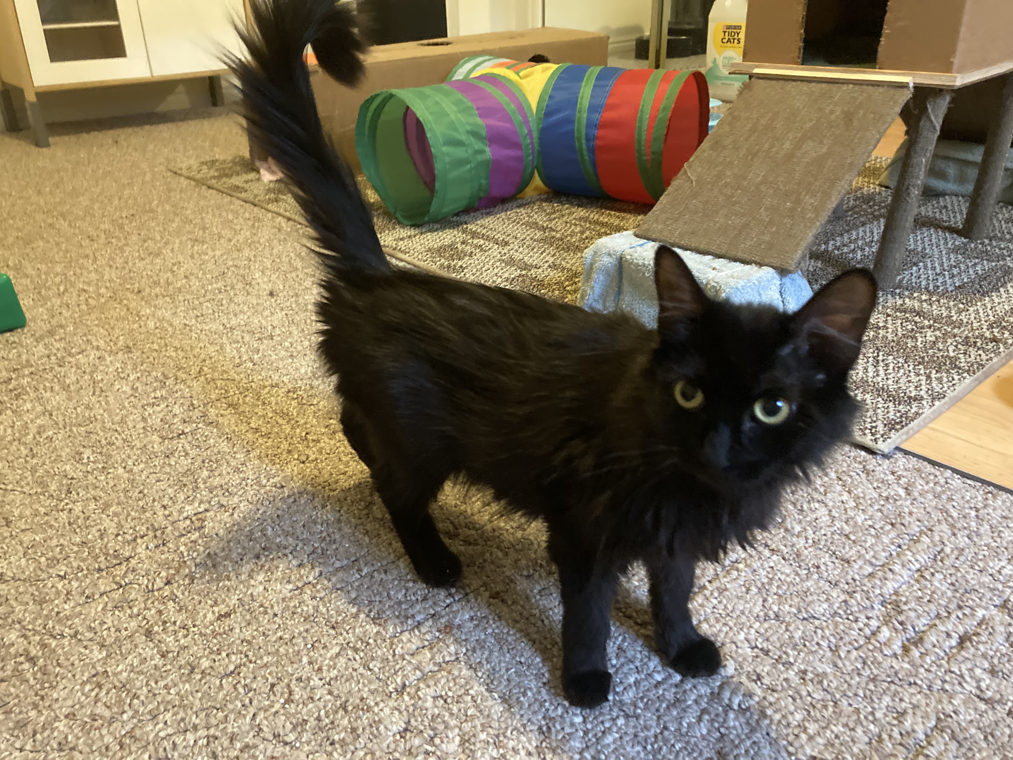 Picture of the Animal Listed