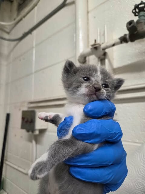 Picture of the Animal Listed