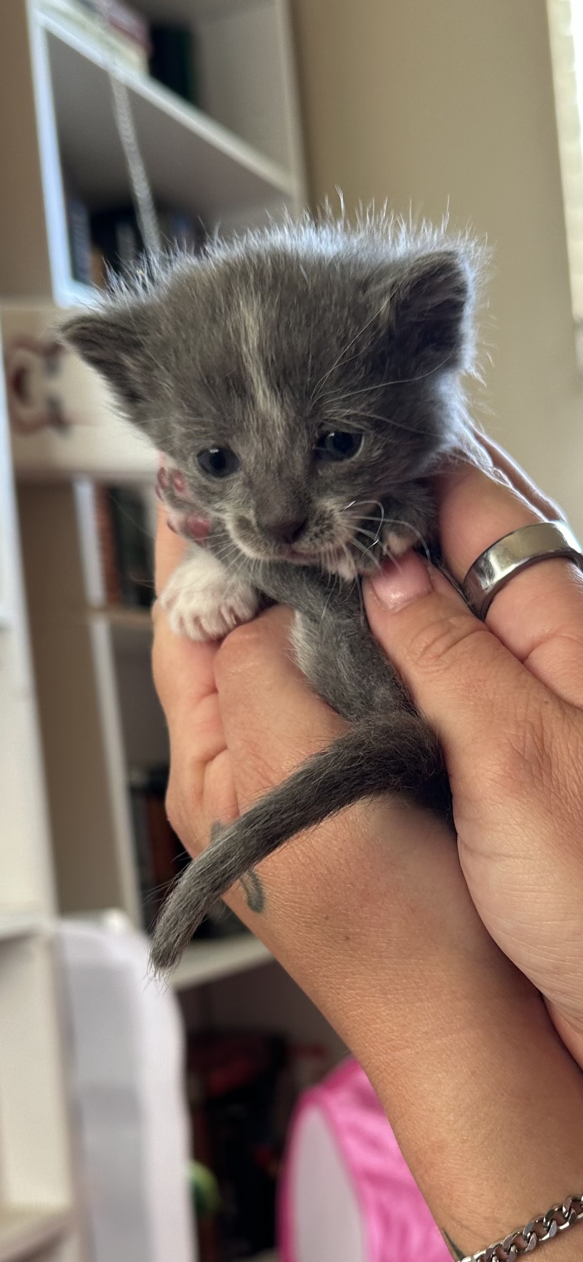 Picture of the Animal Listed