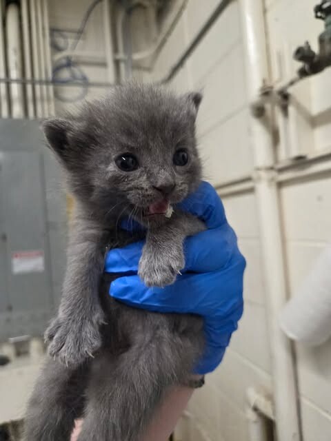 Picture of the Animal Listed
