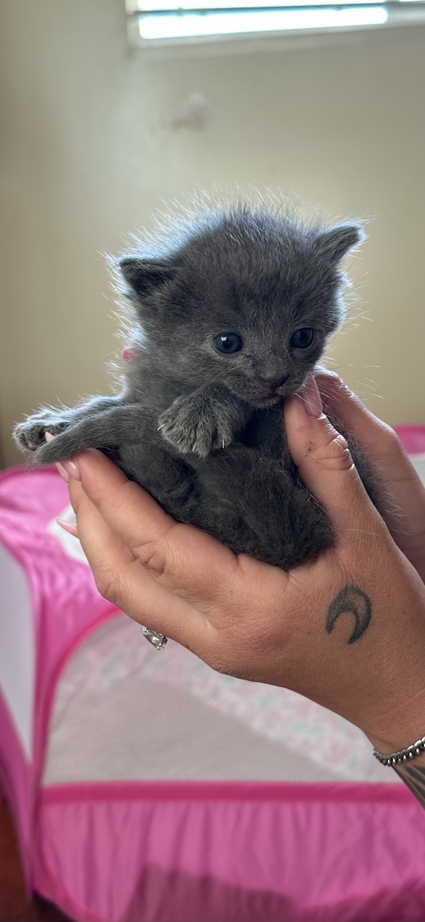 Picture of the Animal Listed