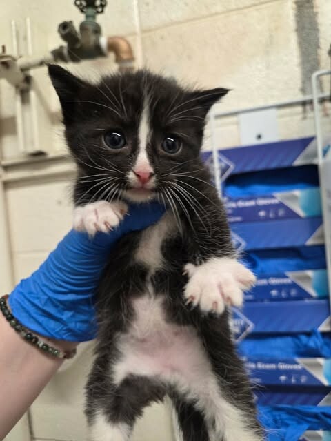 Picture of the Animal Listed