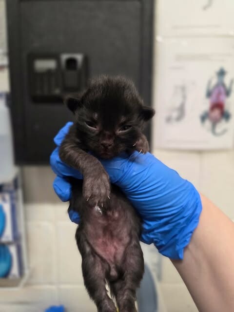 Picture of the Animal Listed