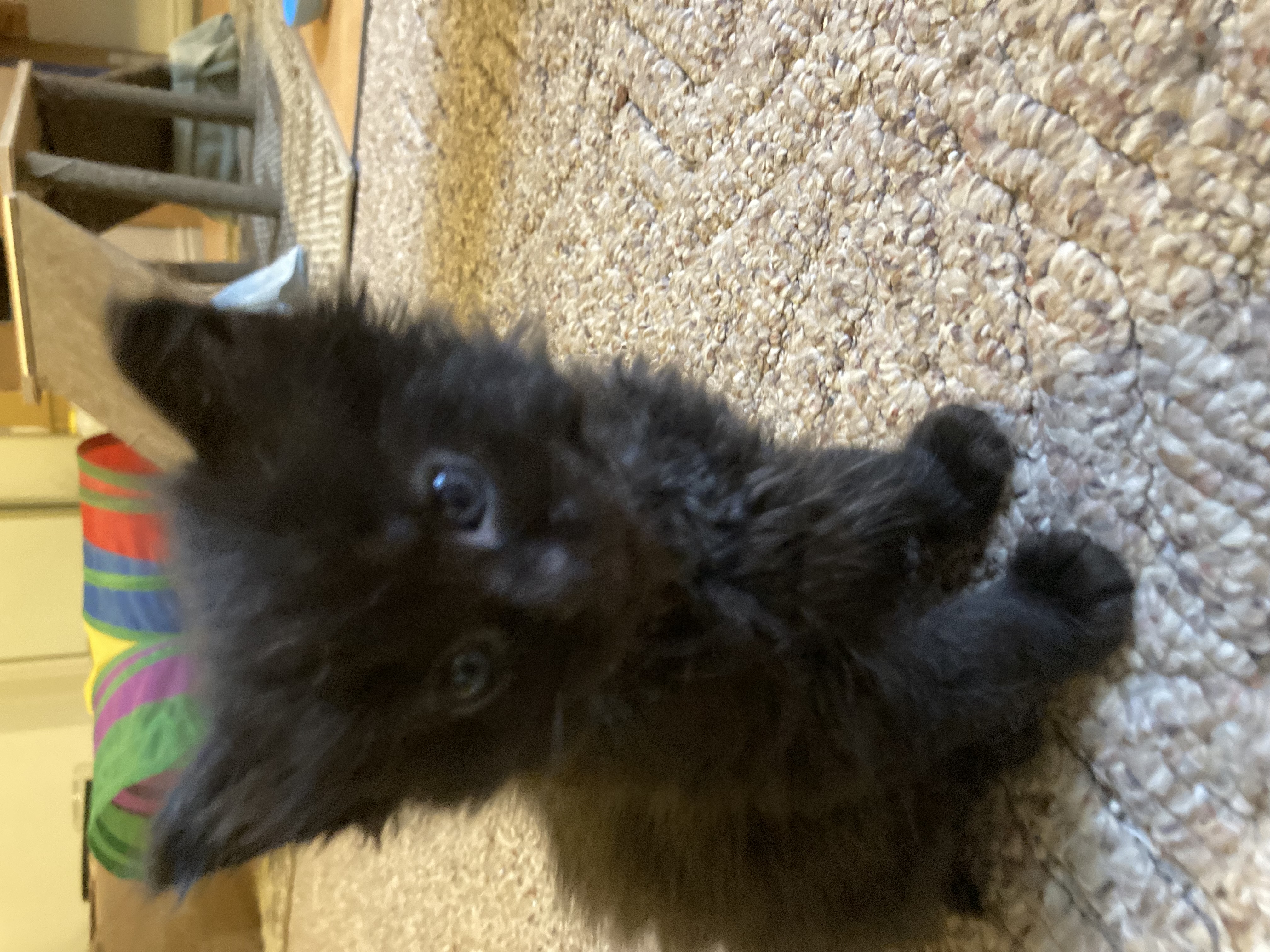 Picture of the Animal Listed