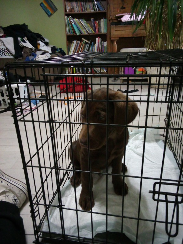 Picture of the Animal Listed
