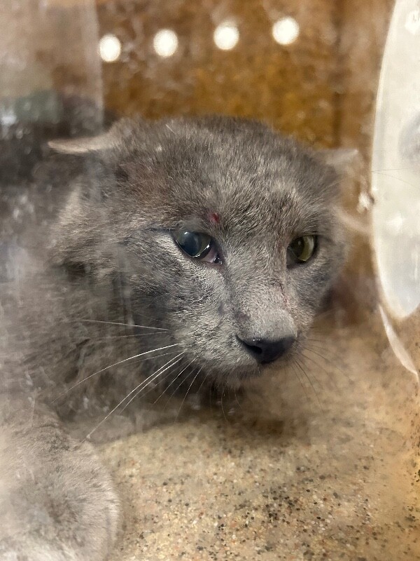 Picture of the Animal Listed