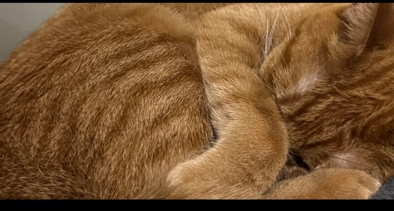 Picture of the Animal Listed
