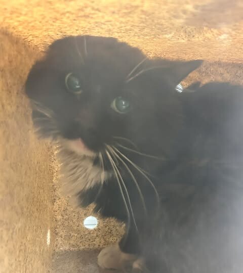 Picture of the Animal Listed