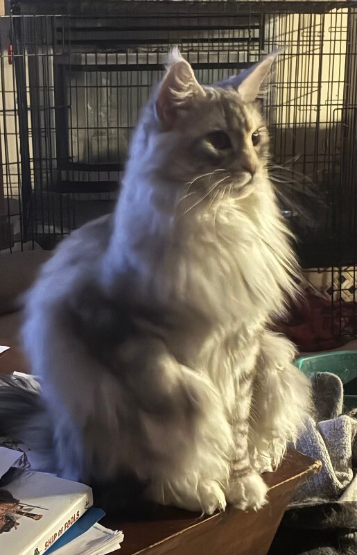 Picture of the Animal Listed
