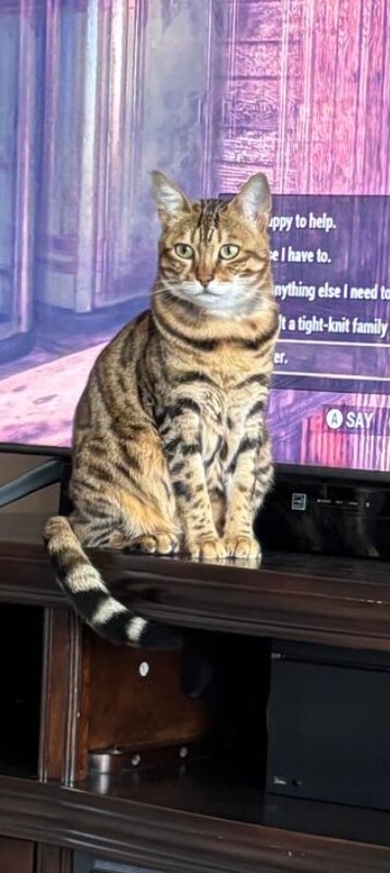 Picture of the Animal Listed