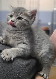 Picture of the Animal Listed
