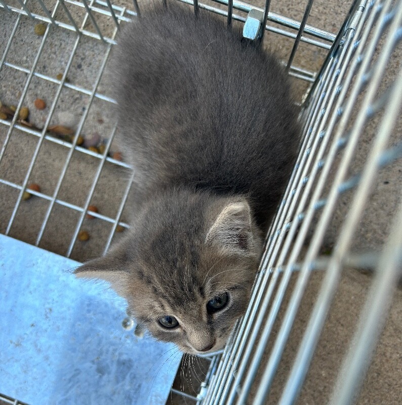 Picture of the Animal Listed